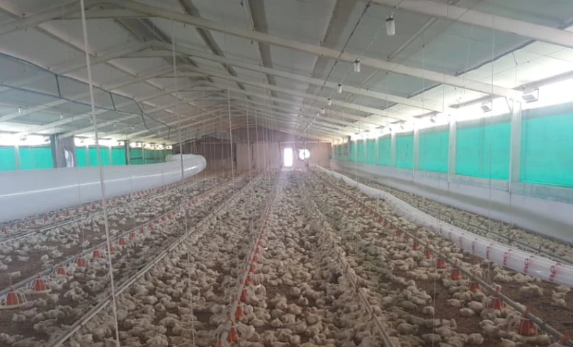 chicken house curtains